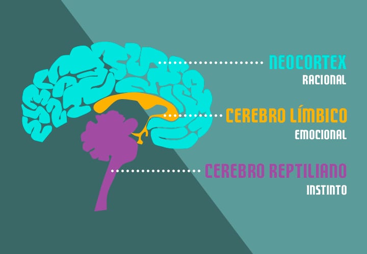 partes-cerebro-ventas